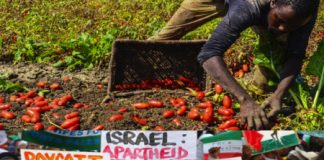 “Boicottare i prodotti da caporalato” no? Ma Israele e altri paesi sì: W l’ipocrisia