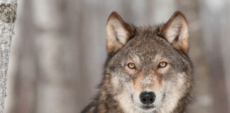 Lupo, le posizioni di Sergio Berlato, Giuseppe Pan e del Wwf