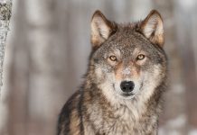 Pallottole di gomma contro il lupo, Lav: “ministro Costa confermi il no all?uso dei fucili”