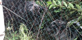 I ritrovamenti della Polizia Locale Nordest Vicentino: uno scooter rubato e due cani nell’invaso antincendio