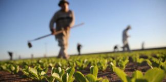 Il Festival dell?Agricoltura torna nel vicentino: al centro la biodiversità