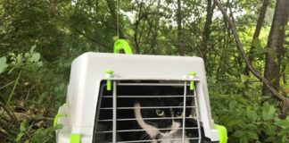 Abbandono animali, la consigliera regionale M5s Erika Baldin salva una gattina lasciata al sole