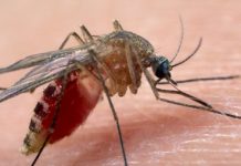 West Nile, Vicenza ultima con solo tre casi