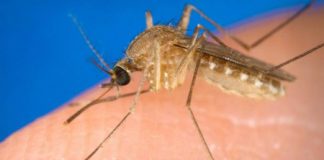 Virus West Nile, Luca Coletto: “a giorni disinfestazione straordinaria a tappeto con un costo per la Regione valutato tra i 400 e i 500 mila euro”