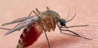 West Nile, piano straordinario. Assessore Coletto: “si parte martedì”. Pigozzo (Pd): “Regione non abbandoni i Comuni”