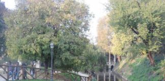 Venti anatre morte al Giardino Salvi: nei prossimi giorni le analisi Ulss e Arpav sulle cause