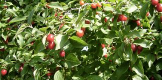 Cornedo Vicentino, dal 14 al 16 settembre arriva la 4° edizione della Festa Nazionale della Corniola