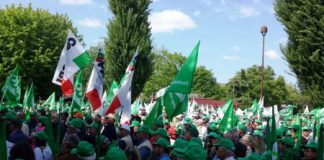 Olive, Confagricoltura: “perdite importanti nel vicentino”