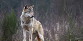 Piano nazionale di gestione del lupo, Sergio Berlato (FDI/MCR) e Andrea Zanoni (PD): “il Governo decide di non decidere”