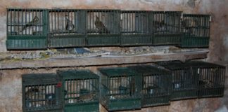 Caccia, Giuseppe Pan: “ammesso l’uso di richiami vivi a supporto dell’attività venatoria da parte del Ministero della Salute”