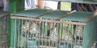 Caccia, on. Maria Cristina Caretta (FDI): “la Regione Veneto approva la delibera che prevede l’uso dei richiami vivi nell’attività venatoria”