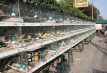 Fiera degli Uccelli a Cavazzale, un invito al Comune di Monticello Conte Otto: abbandoni questa tradizione schiavista