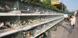 Fiera degli Uccelli a Cavazzale, un invito al Comune di Monticello Conte Otto: abbandoni questa tradizione schiavista