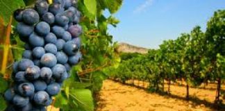 Promozione vini veneti, Giuseppe Pan: “presto al via i bandi per sostenere la commercializzazione dei nostri brand nei mercati extra UE”