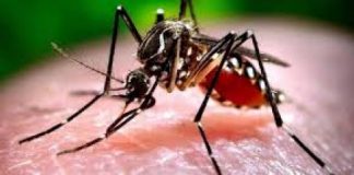 West Nile, questionario Regione Veneto. Coletto: “Troppe fake news, risposta migliore alla paura è la verità in parole semplici”