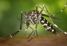 West Nile, Zanoni (PD) ?Nuovo caso nel trevigiano, assessore Coletto si dimetta: emergenza sottovalutata?