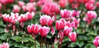 A Vicenza il Garden Festival d’Autunno di AICG