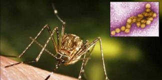 West Nile, decimo bollettino regione Veneto: 197 casi confermati, ancora in calo l’intensità dell’infezione