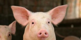 Allerta peste suina africana dalle autorità veterinarie e allevatori: l’appello dell’assessore regionale Pan