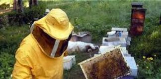 A Marostica, domenica 30 settembre, la IV Fiera Nazionale di Apicoltura