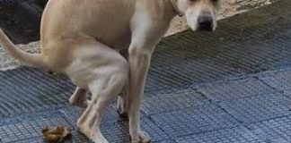 Tunisino regolarmente residente minaccia con coltello da cucina condomino vicentino e figlio: il suo cane fa bisogni sul terrazzino