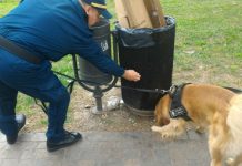 Campo Marzo, l’esordio di Buddy con ritrovamento di droga in diretta. Rucco: “è di supporto”. Franco: “per la Grande Città”
