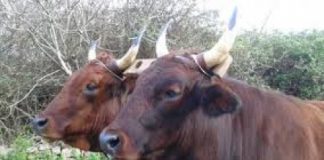 Bassano del Grappa, domani 4 ottobre torna la Fiera Franca d’Autunno