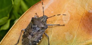 Cimici e moscerini, Veneto Agricoltura: attacchi alieni, continuare su innovazione e ricerca
