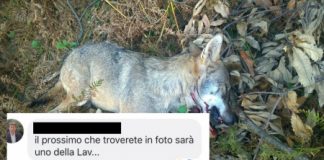 “Rissa” animalisti-cacciatori: un consigliere regionale veneto “annuncia” la prossima morte e scatta la denuncia. Intanto show di Berlato su Radio24