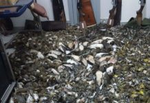 Bracconaggio, Associazione Cacciatori Veneti ? Confavi: “una mostra contro il deprecabile fenomeno”