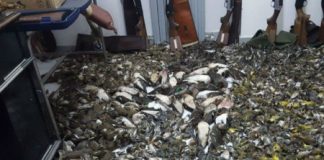 Bracconaggio, Associazione Cacciatori Veneti ? Confavi: “una mostra contro il deprecabile fenomeno”