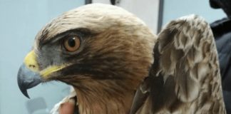 Il 30% con un tetto per vittime BPVi e Veneto Banca, Riccardo Rocca: «un nuovo business per la finanza rapace: “rubare cento, rendere trenta, guadagnare settanta” si può»