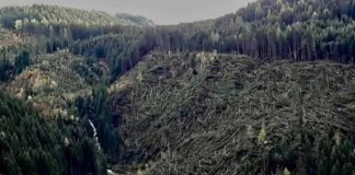 Maltempo, Maria Teresa Turetta (Cub) a Zaia: Veneto Agricoltura assuma stabilmente i 300 operai forestali ora con contratto a termine