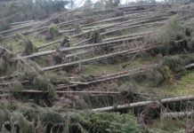 L’angosciato silenzio del bosco tra Asiago e Folgaria, passando per il Vezzena