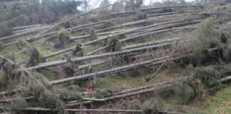 L’angosciato silenzio del bosco tra Asiago e Folgaria, passando per il Vezzena