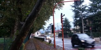 Piano Alberi da 100 mila euro a Vicenza. Cicero: “piante ammalorate e pericolose”. Il dettaglio degli interventi