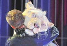 Il circo Togni replica agli animalisti: “riflettete più a fondo su cosa effettivamente è il benessere di un animale”
