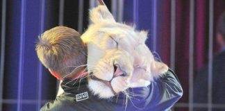 Il circo Togni replica agli animalisti: “riflettete più a fondo su cosa effettivamente è il benessere di un animale”