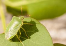 Cimice cinese, le strategie del governo per fermare l’invasione nella risposta a D’Incà del sottosegretario Pesce