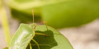 Cimice cinese, le strategie del governo per fermare l’invasione nella risposta a D’Incà del sottosegretario Pesce