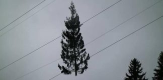 Progetti di solidarietà per alberi e montagna vicentina, Nicola Fantin (Da Adesso in poi): “manca il Comune di Vicenza”