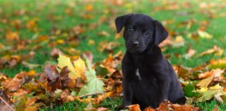 Autunno, 5 consigli per i propri animali