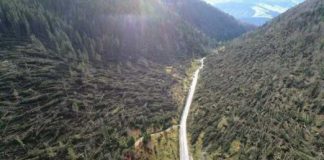 ?Cimiteri? di alberi, rischio speculazione austriaca per il mercato del legno