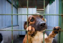 Canile-lager nel vicentino, Zanoni, Guarda e Bartelle: “bene condanna all’ex vicepresidente Acv”