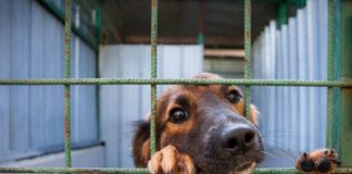 Canile-lager nel vicentino, Zanoni, Guarda e Bartelle: “bene condanna all’ex vicepresidente Acv”