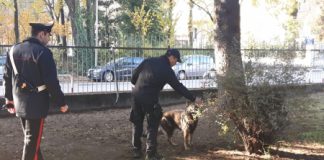 Due studenti a Vicenza trovati con marijuana, patente sospesa