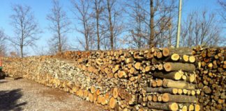 Truffa su internet della legna da ardere a due vicentini: individuati a Foggia e denunciati gli autori