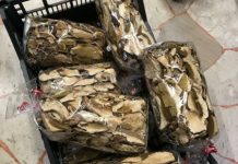 Funghi cinesi venduti come prodotto a Km zero sull’Altopiano di Asiago: sequestrati dai Forestali 100 Kg da 8 mila euro