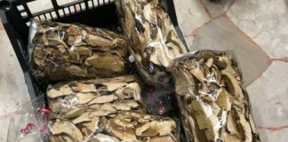 Funghi cinesi venduti come prodotto a Km zero sull’Altopiano di Asiago: sequestrati dai Forestali 100 Kg da 8 mila euro