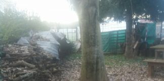 Degrado ai Ferrovieri, Rolando e il Pd: “rifugio di topi, problemi sanitari”